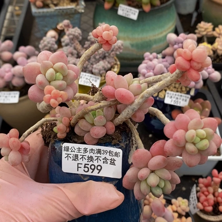 鱼子酱老桩有砍599多肉植物