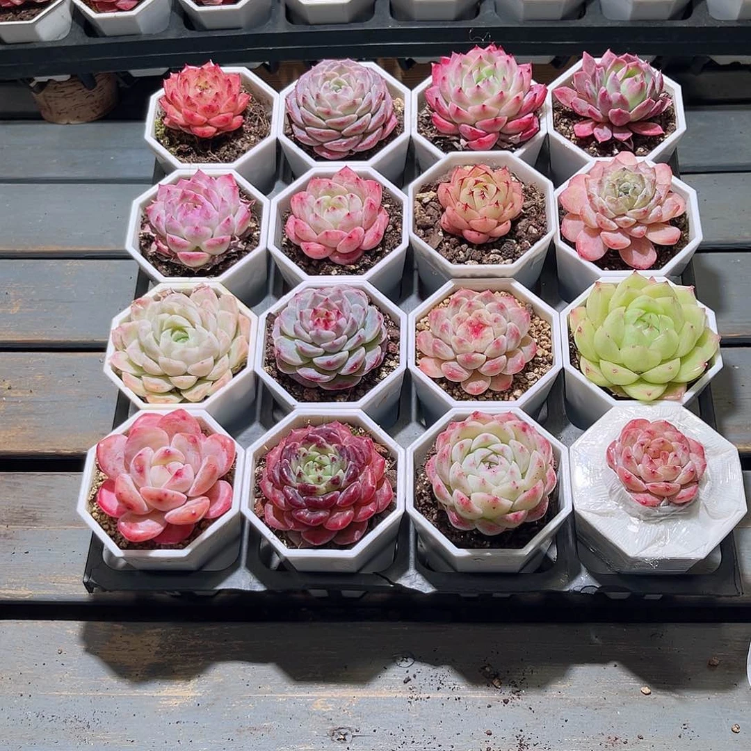 木16颗24.9 7cm口径白八角盆含盆含土量拍随机发货