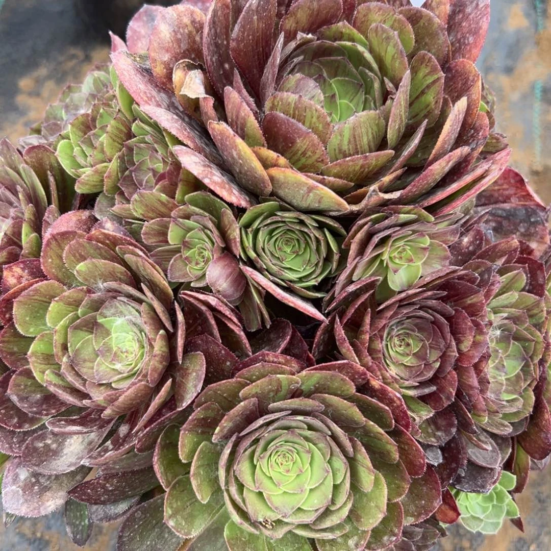 217花月夜多肉植物系