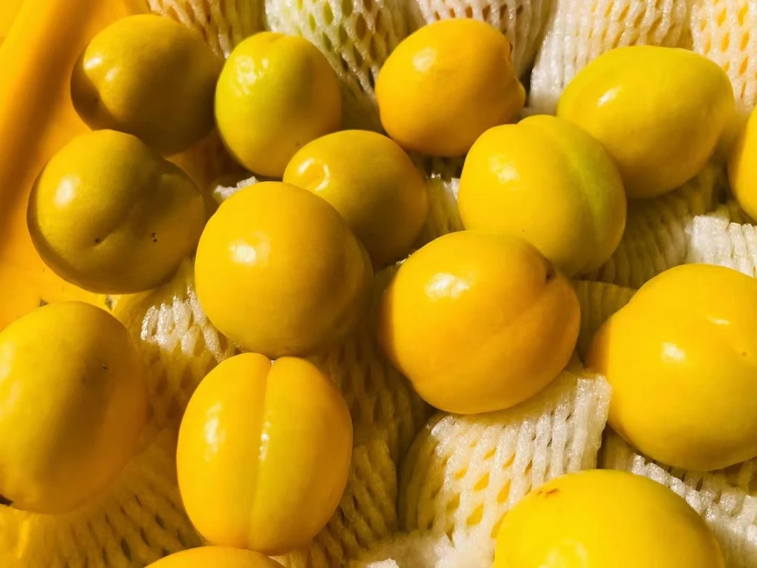 【顺丰空运】双拼2种杏子新疆小白杏+李光杏，软糯香甜，杏香味十足