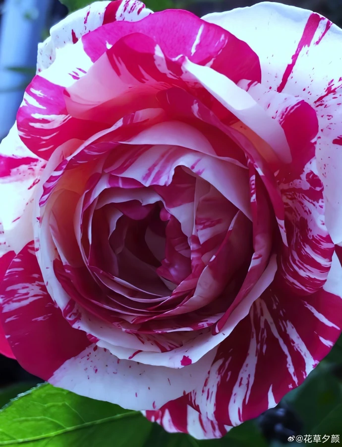 节日礼花盆栽地栽月季花苗