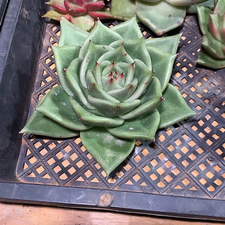 美肉特价活动开始啦