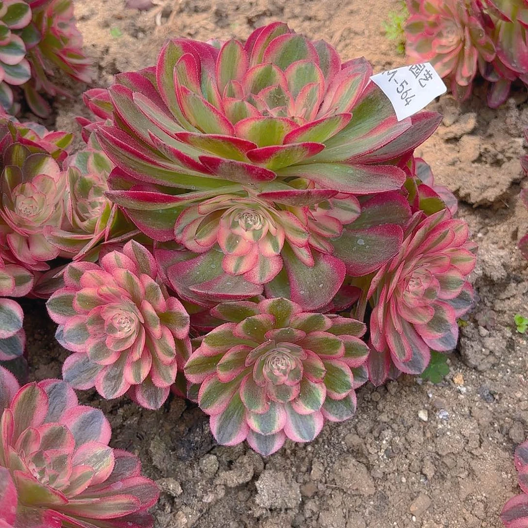 倾城手捧多肉植物564