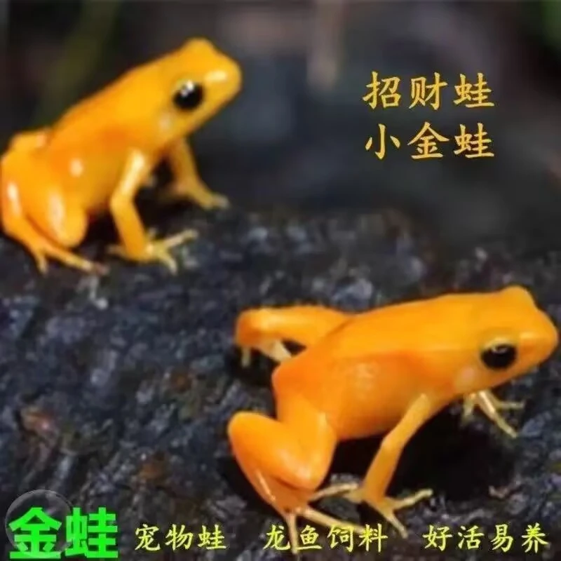 冷水淡水小金蛙好养易活招财观赏宠物水族金蟾