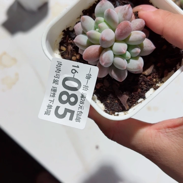 半夏多肉无盆土发货多肉多