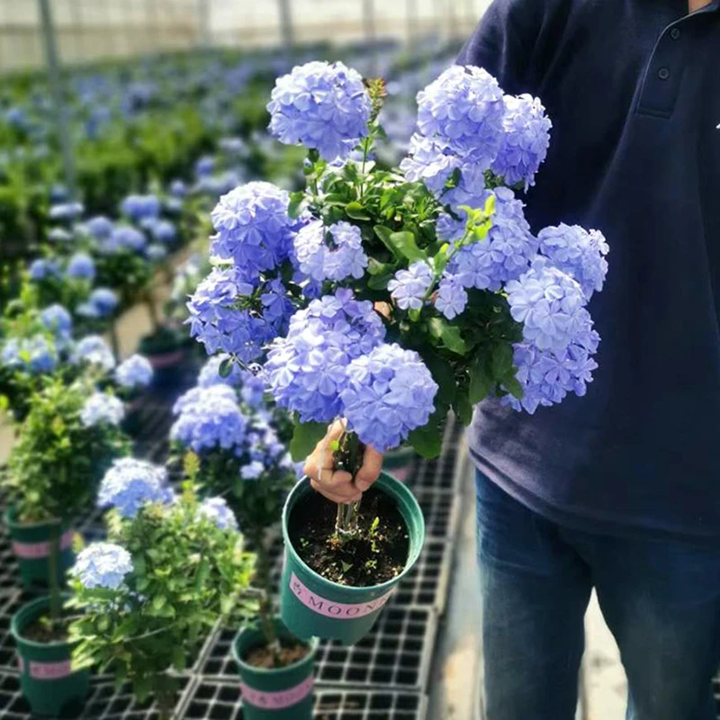 蓝雪花盆栽(可以爬藤 耐热)庭院阳台开花植物蓝花植物观赏