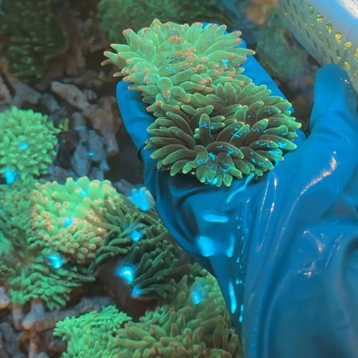 星***8奶嘴海葵绿奶2盒。