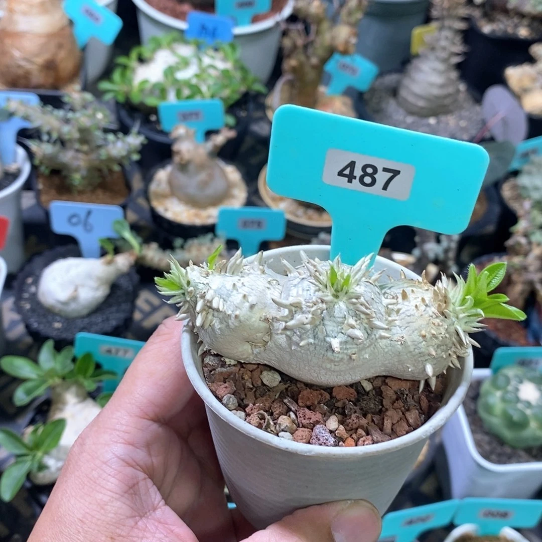 惠比须笑多肉植物