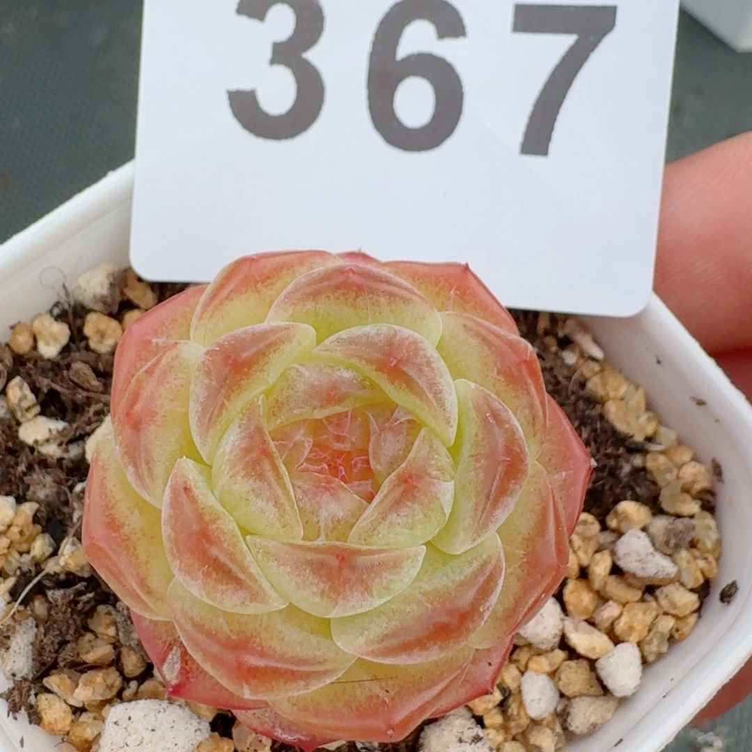 无尽灯            精美多肉植物
