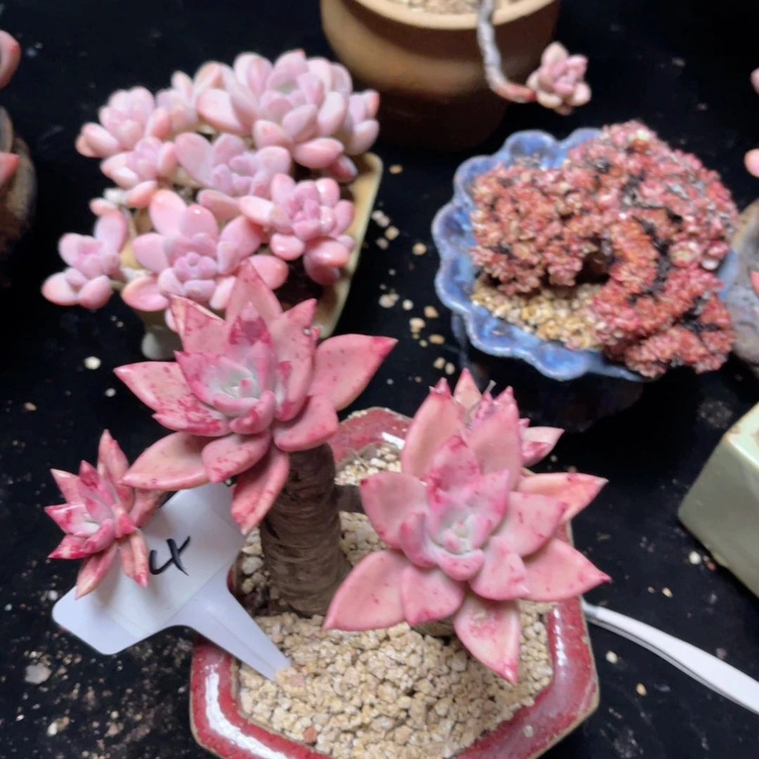 4桃花源 一物一拍