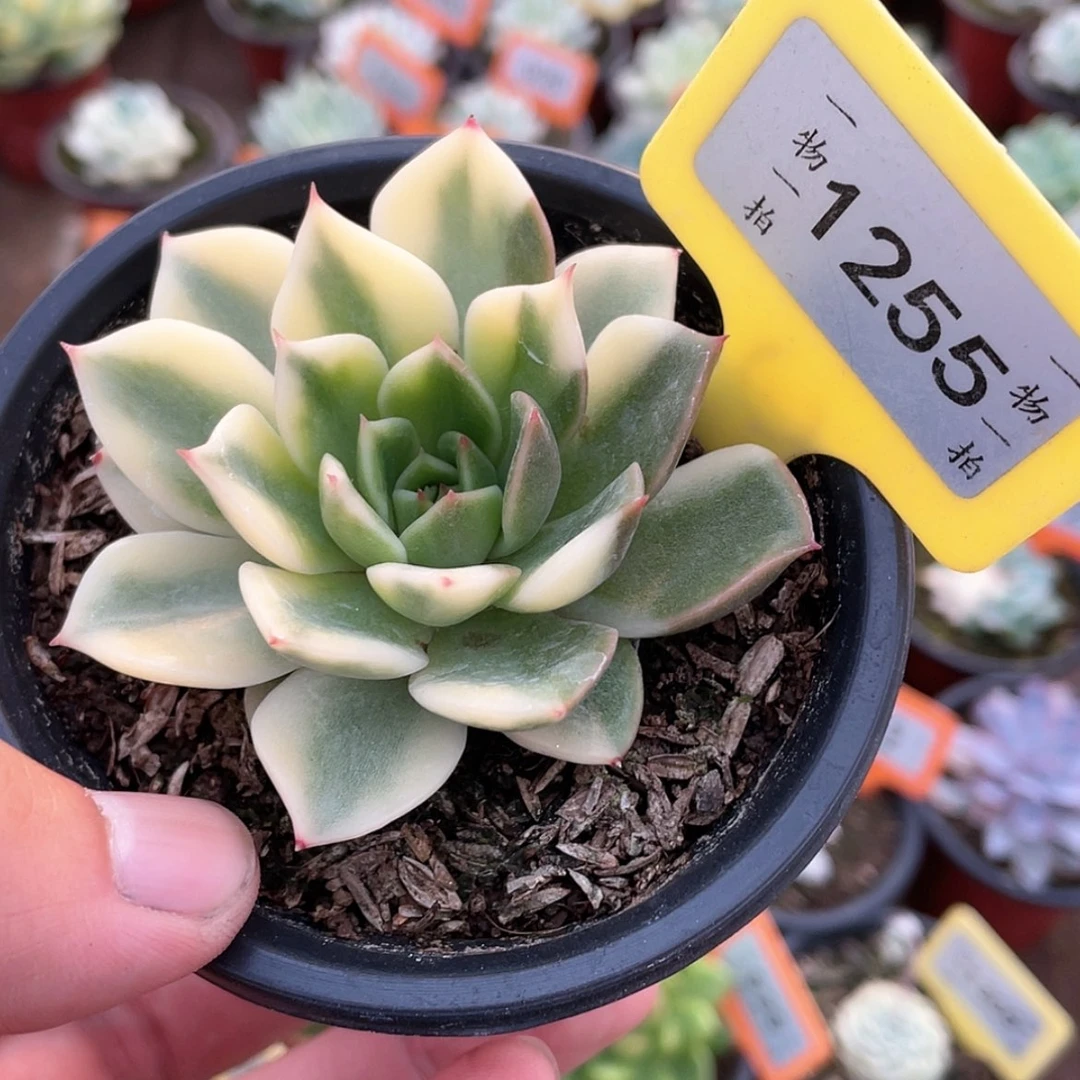 【闪购商品】无花朵一**子1255