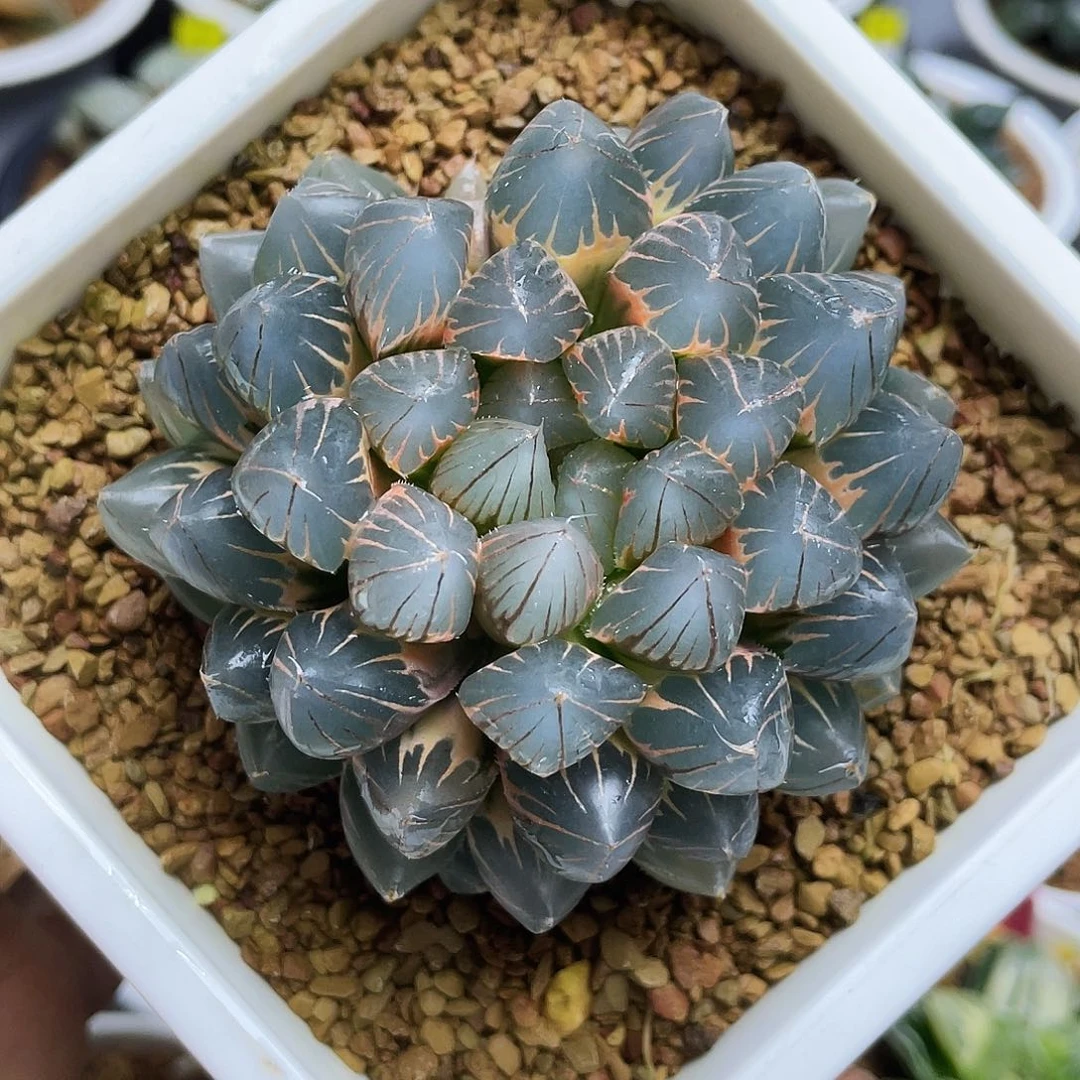 糊斑玫瑰金母本十二卷