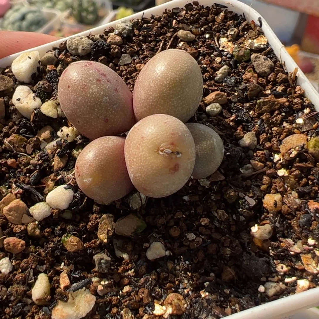 654多肉植物百科