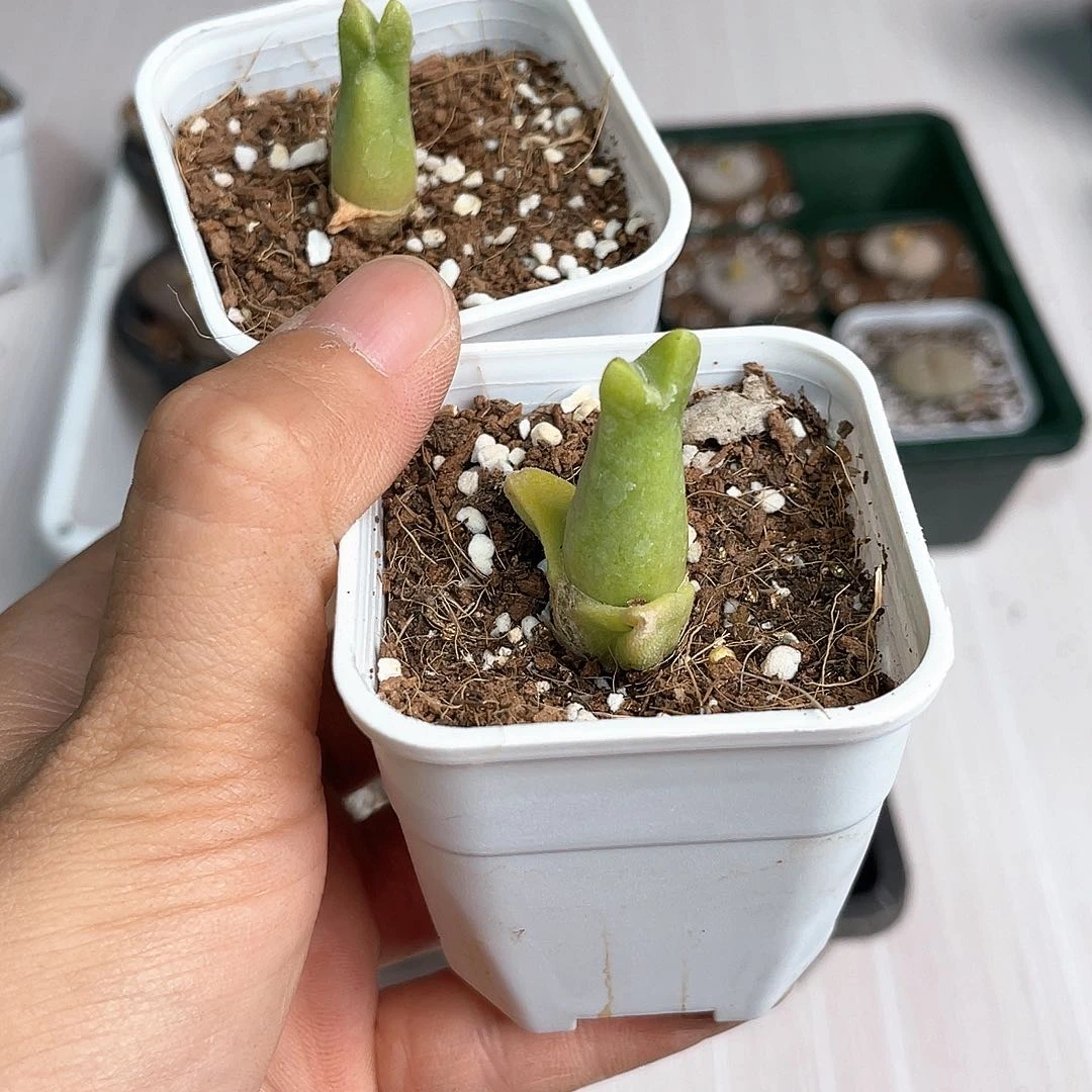 2981大棚清仓甩卖了