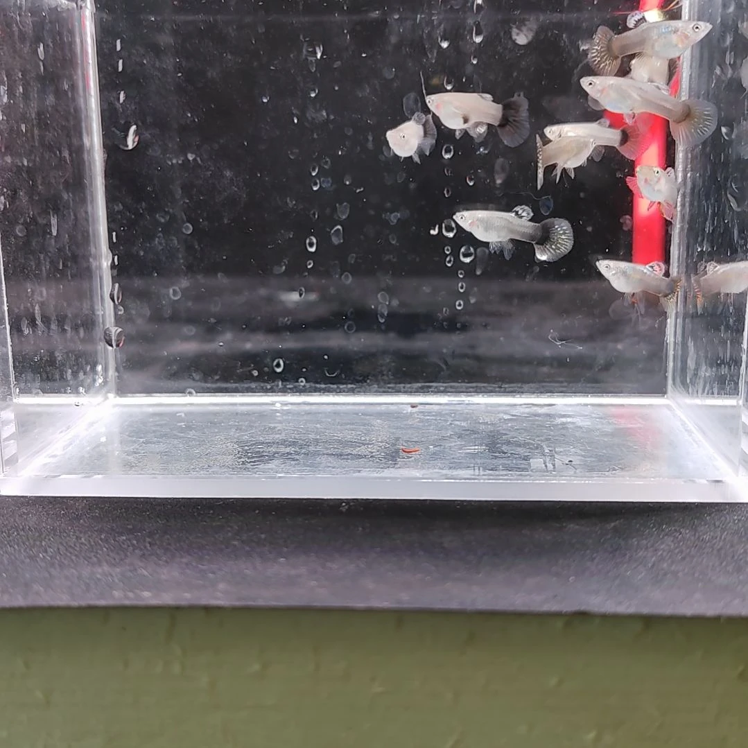 孔雀鱼编号37七彩龙鳞