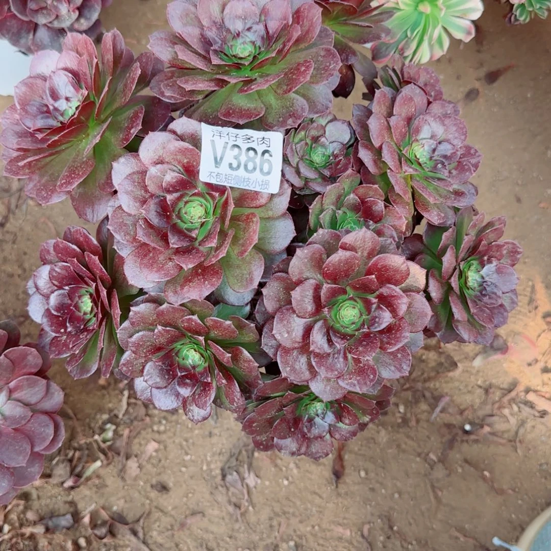 黑珍珠法师386冠幅26