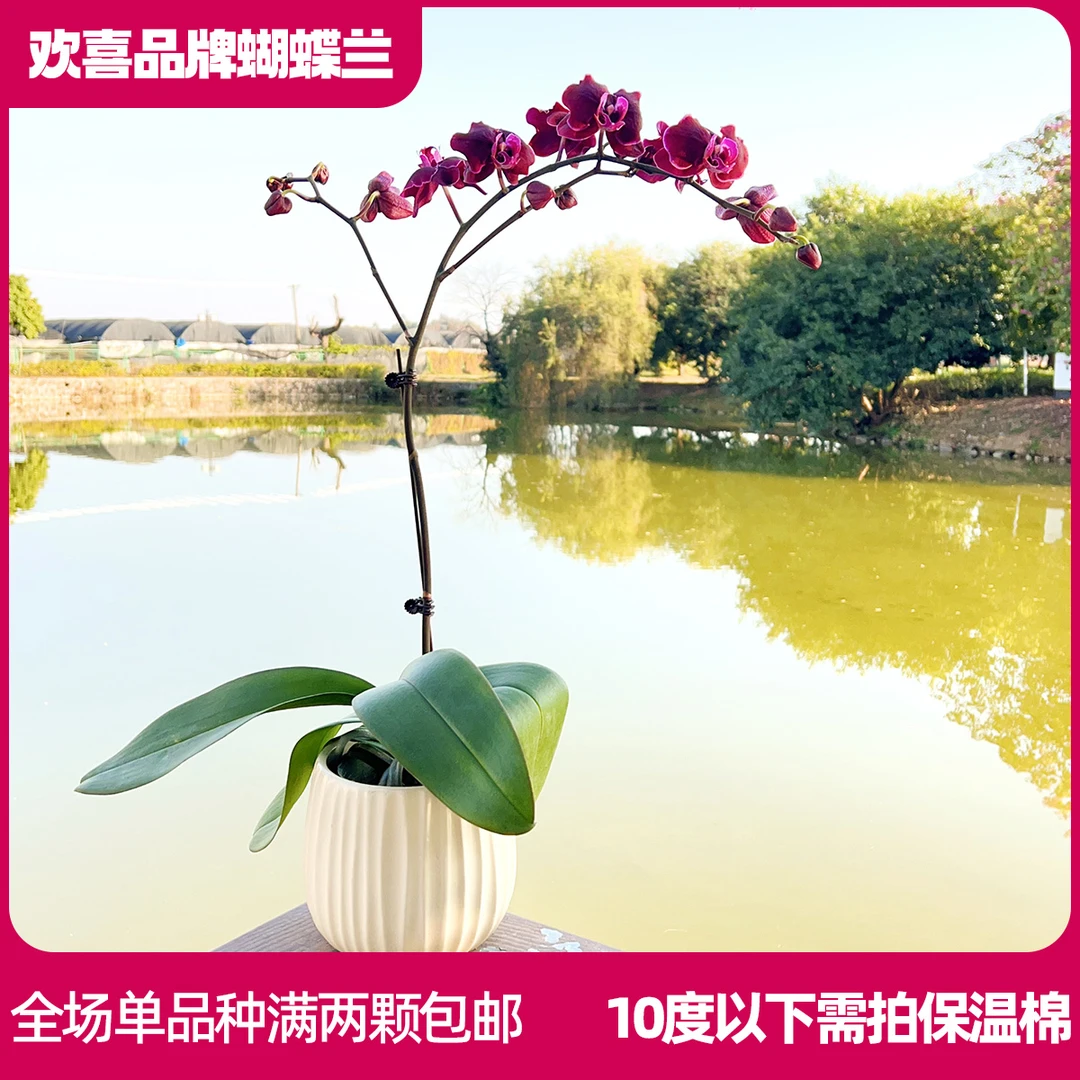【巧克力】精品蝴蝶兰鲜花绿植室内花盆景