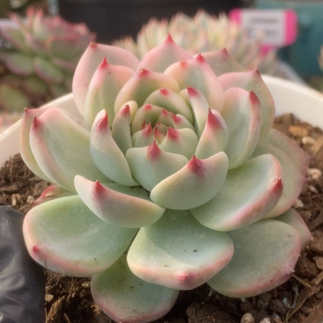 687锦锦锦锦锦锦锦