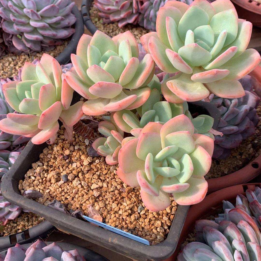 问***剑350901-05白月光1
