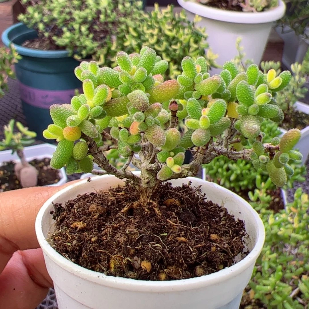 多肉植物枝干糖球黄锦