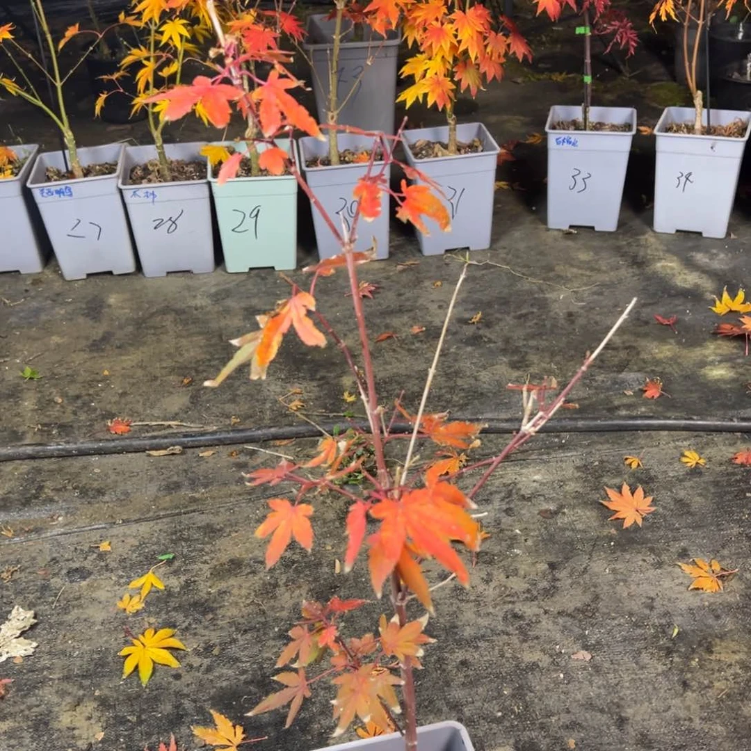 不开花植物44红妃