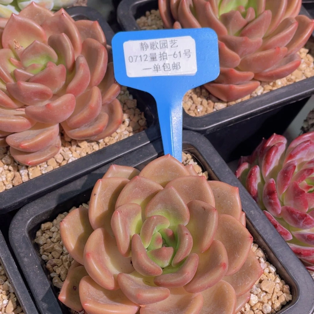 0712-61-白兰地大单头一颗量拍