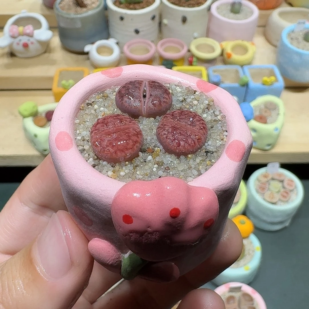 红陶蘑菇588紫折榴