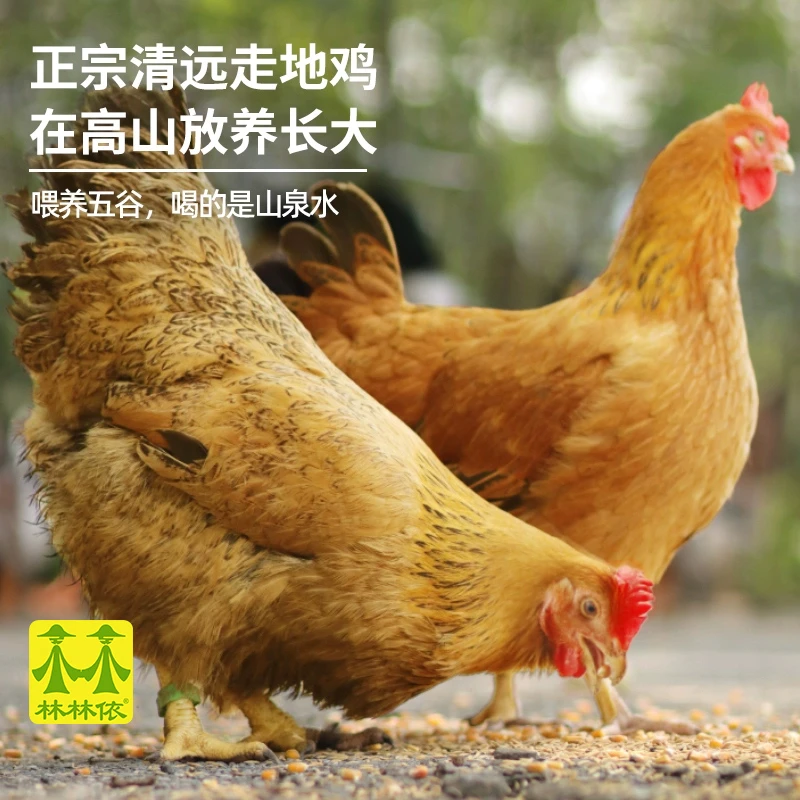 正宗清远走地鸡4~5斤 农家散养清远麻鸡土鸡老母鸡新鲜鸡肉