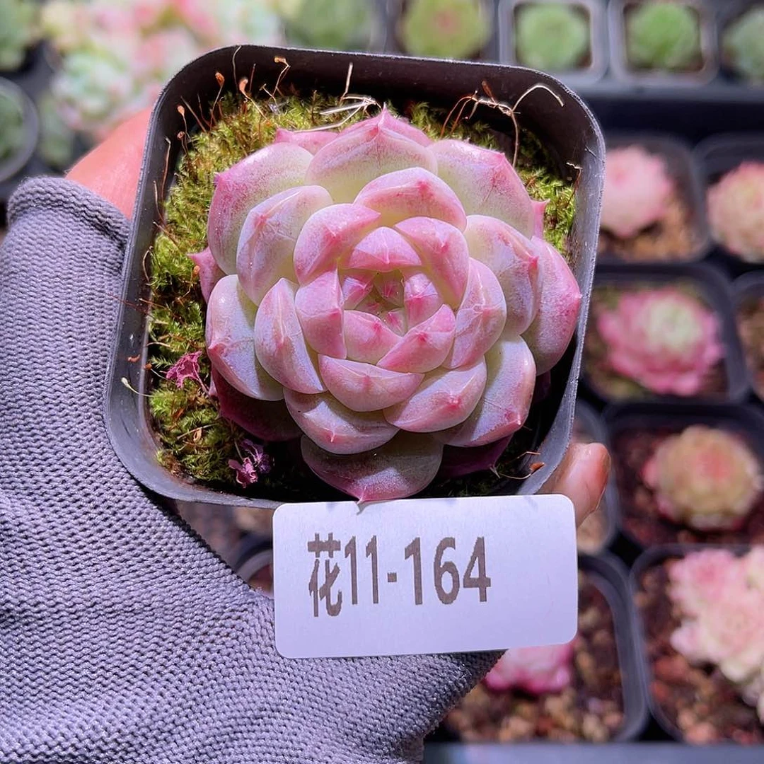 花11-164新品单头