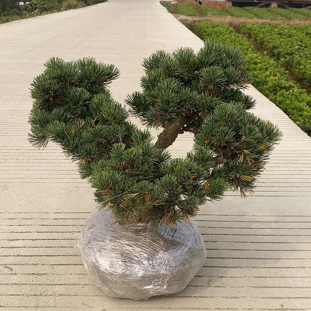 勇*金针大板松天花板发呆