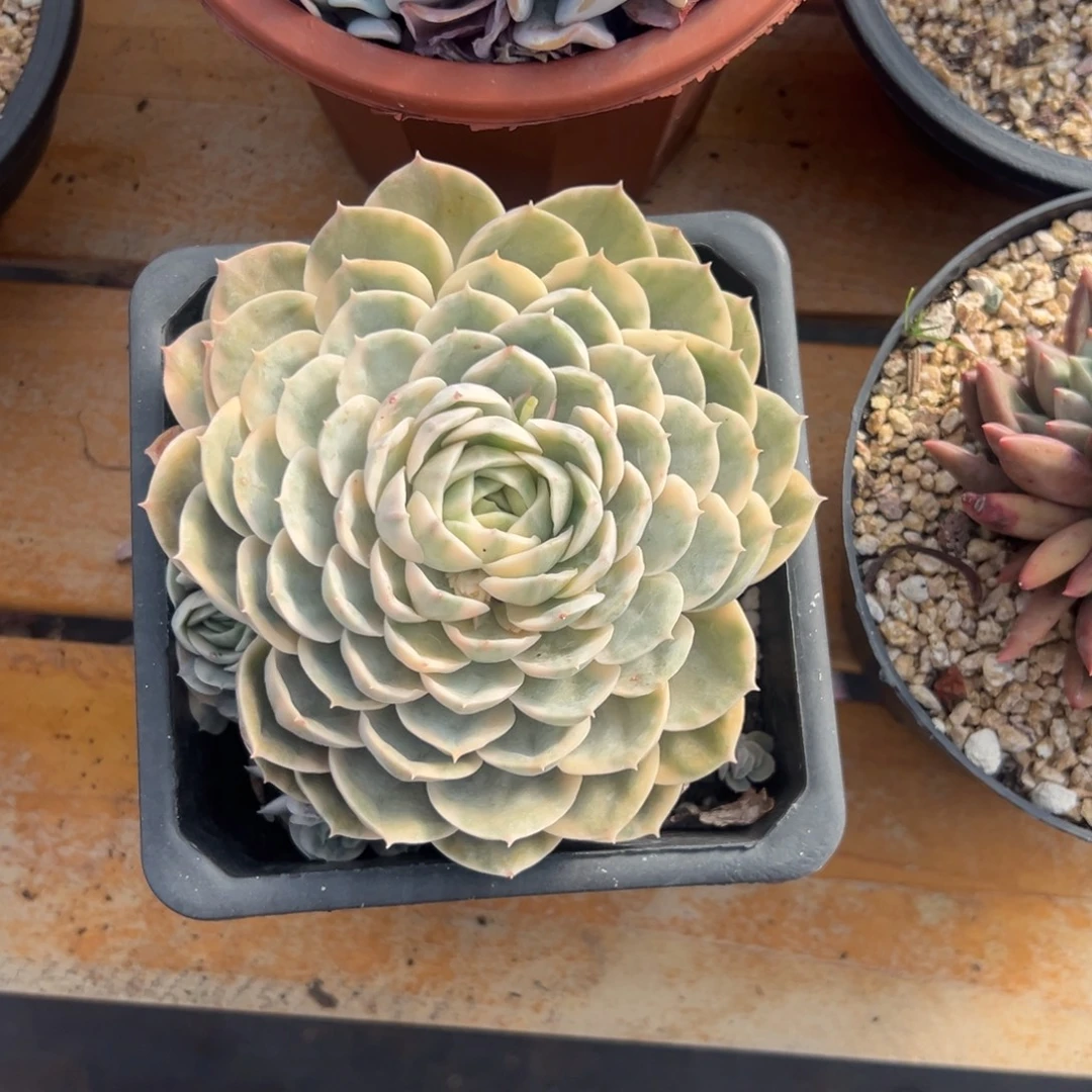 多肉昂斯诺锦【非偏远满18包邮】