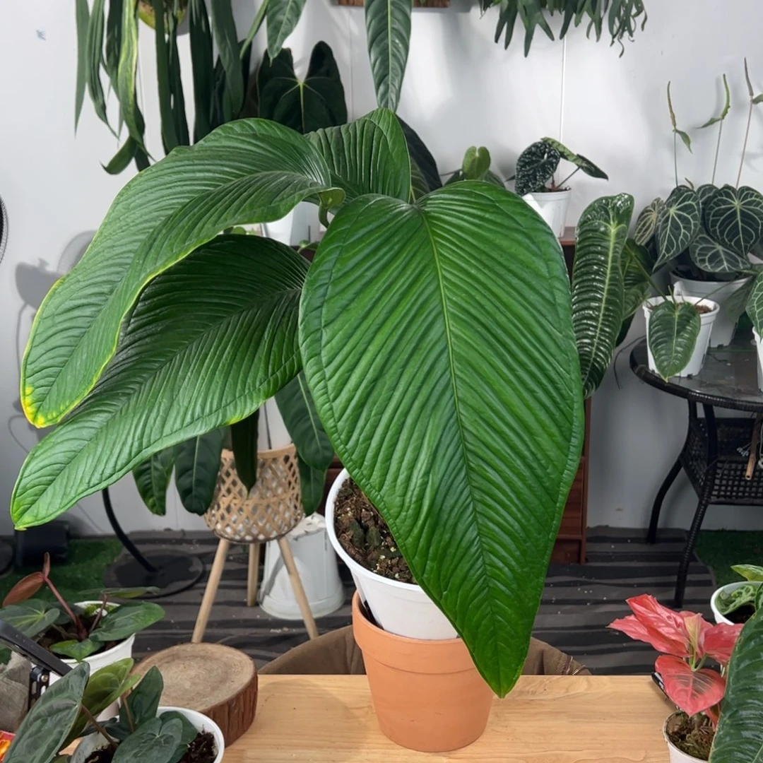 完全开放青羽母本