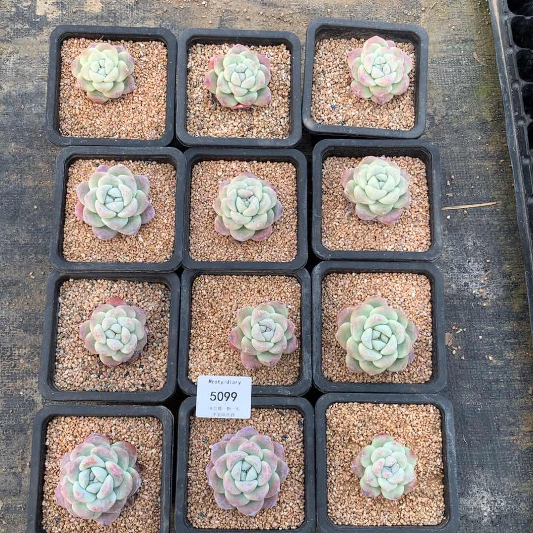 特5099全颗粒控养冰玉单头4到6厘米12颗一组脱土发