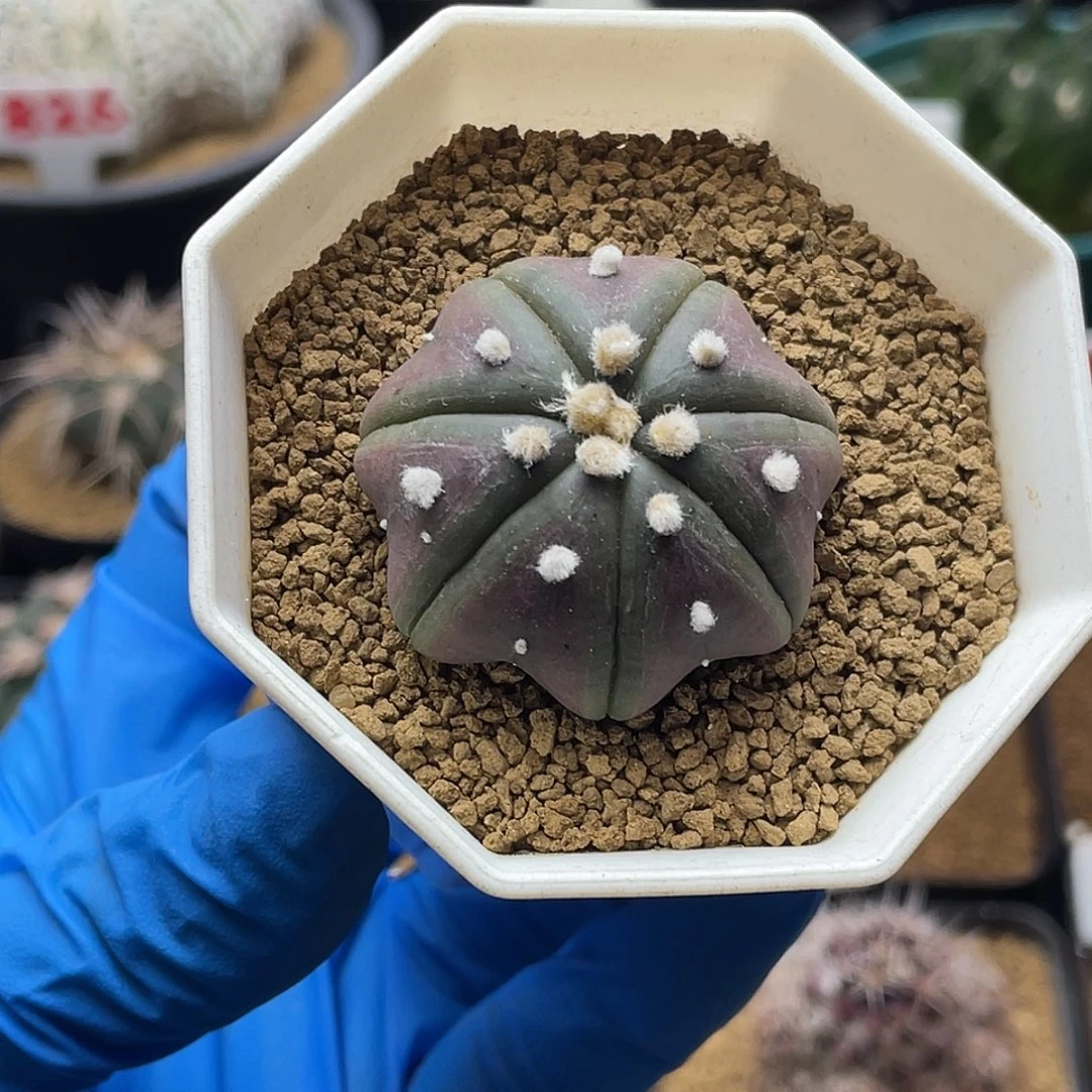 实生紫皮指纹海星兜仙人球