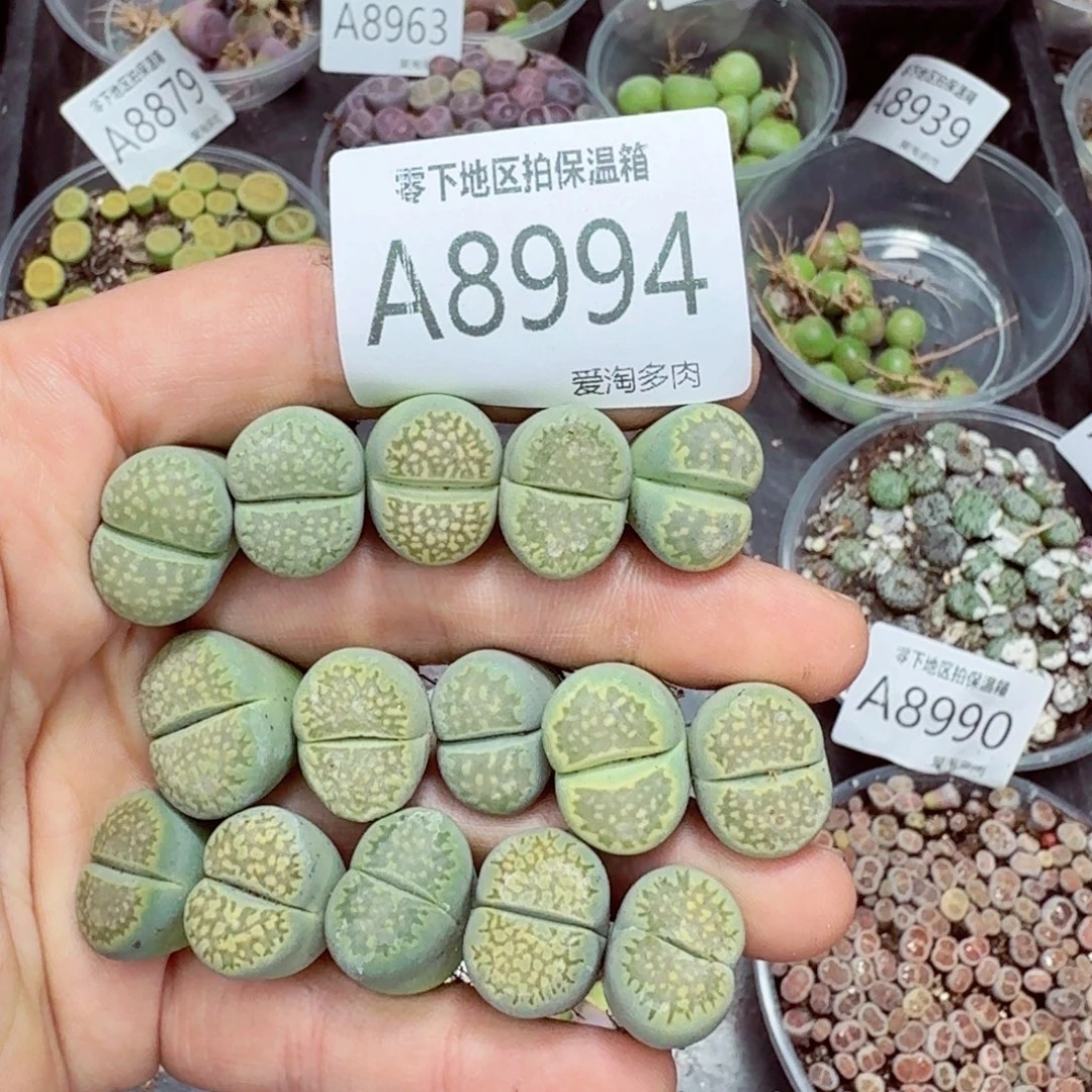 8994-–零下地区需拍保温箱