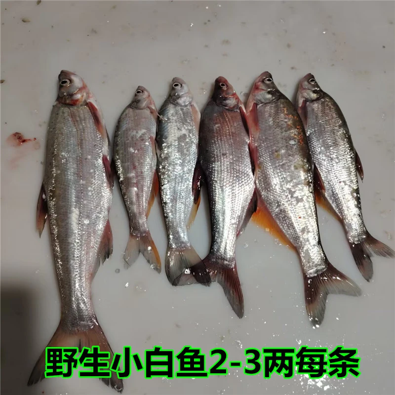 8斤【2-3两每条】松花江冷水大白鱼噘嘴岛子大白鱼