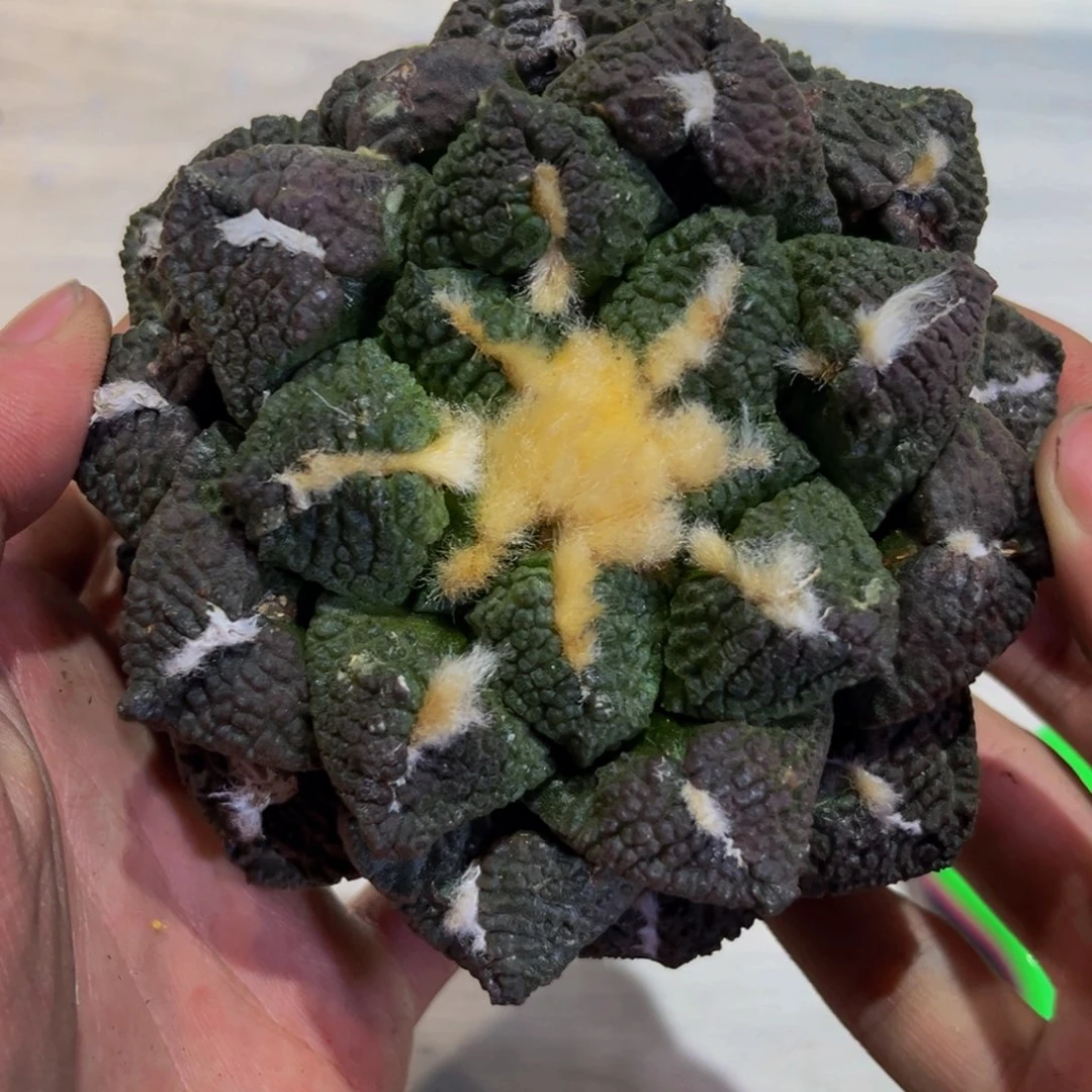 愚*G龟甲g g g g g g g g g g g g