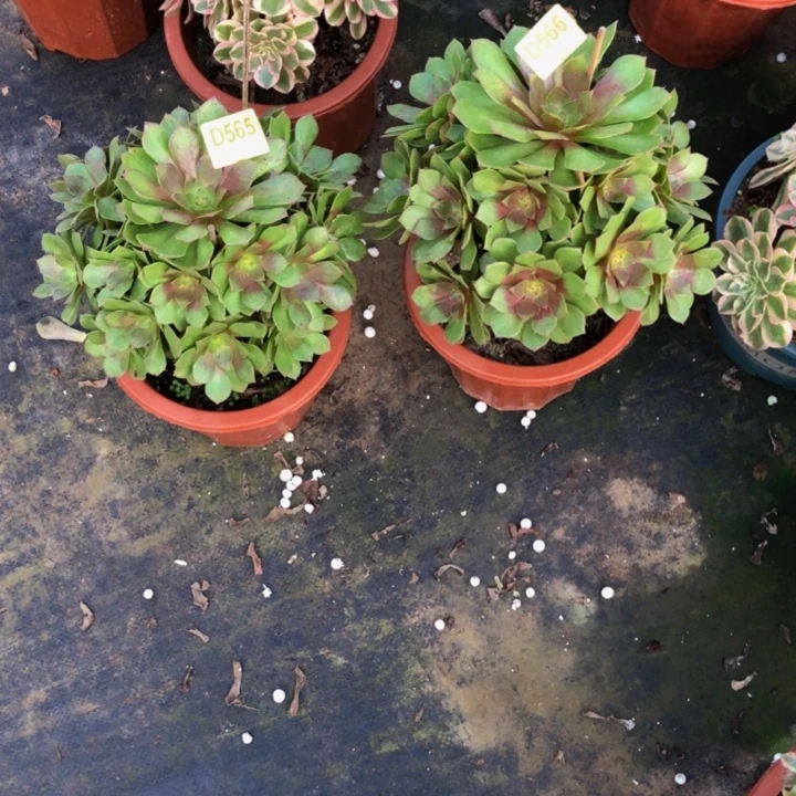 俩颗红魔多肉56556600000000