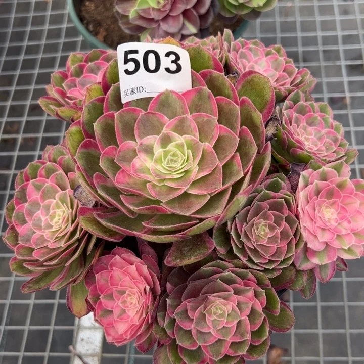 503孔雀翎20厘米左右