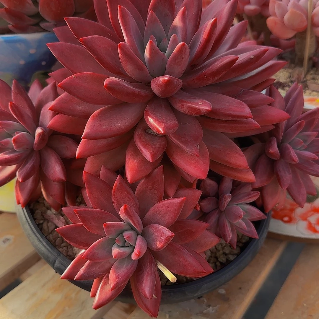 完全开放多肉11111111111111111