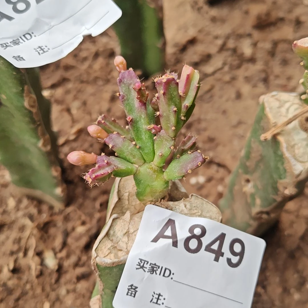 异类脱土易掉苞芽849