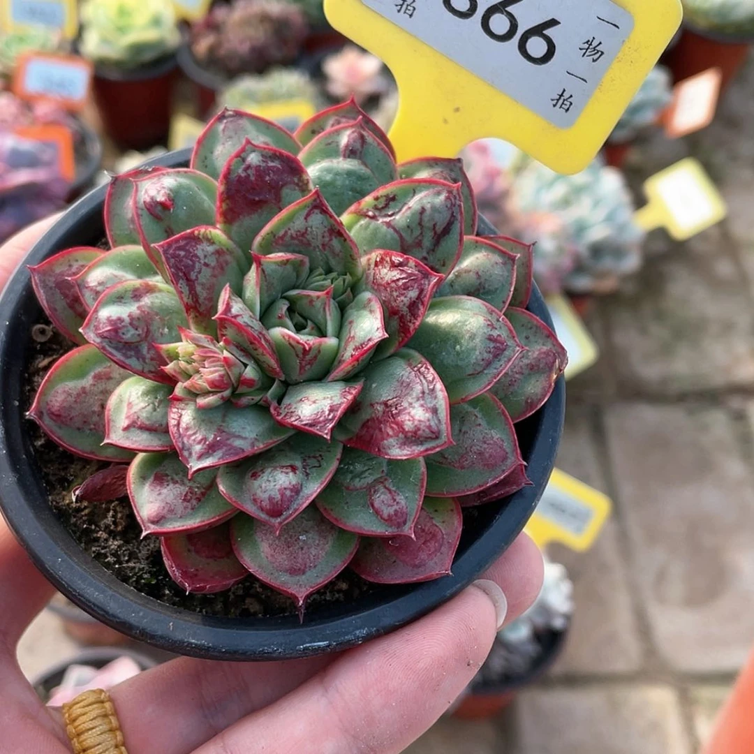 【闪购商品】866号