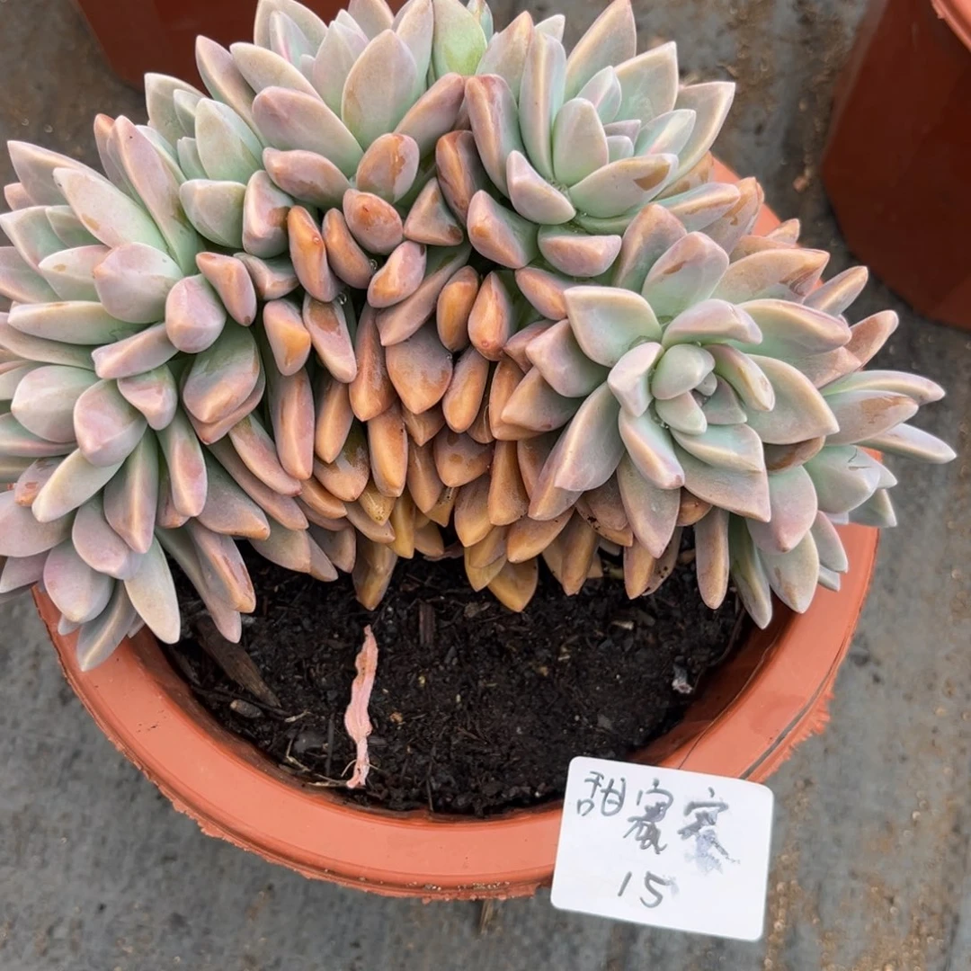 甜**.淡雪朵朵缀多肉植物