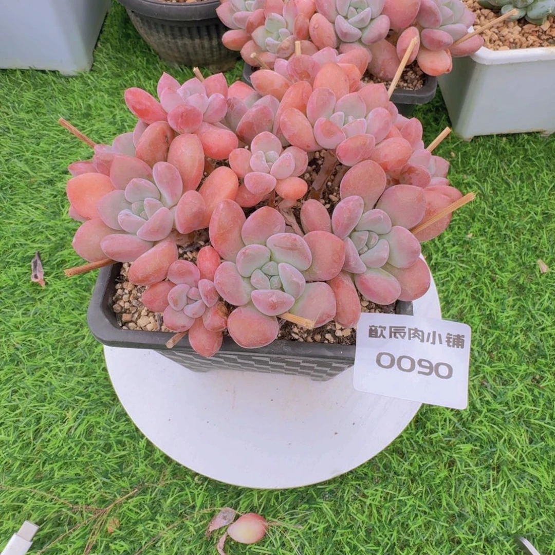 多肉植物白鹭老桩群0090