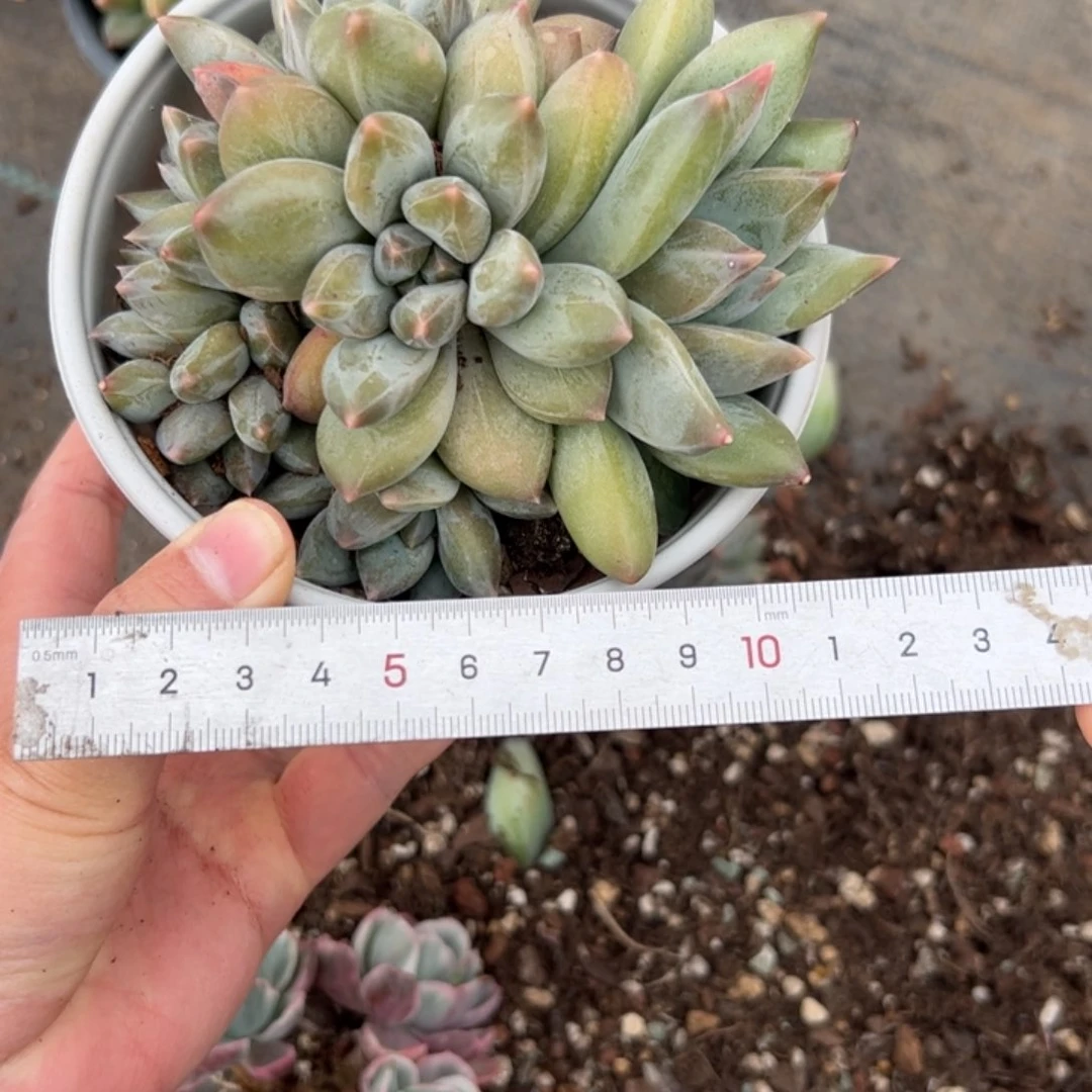 冥*124 多肉植物组合盆栽