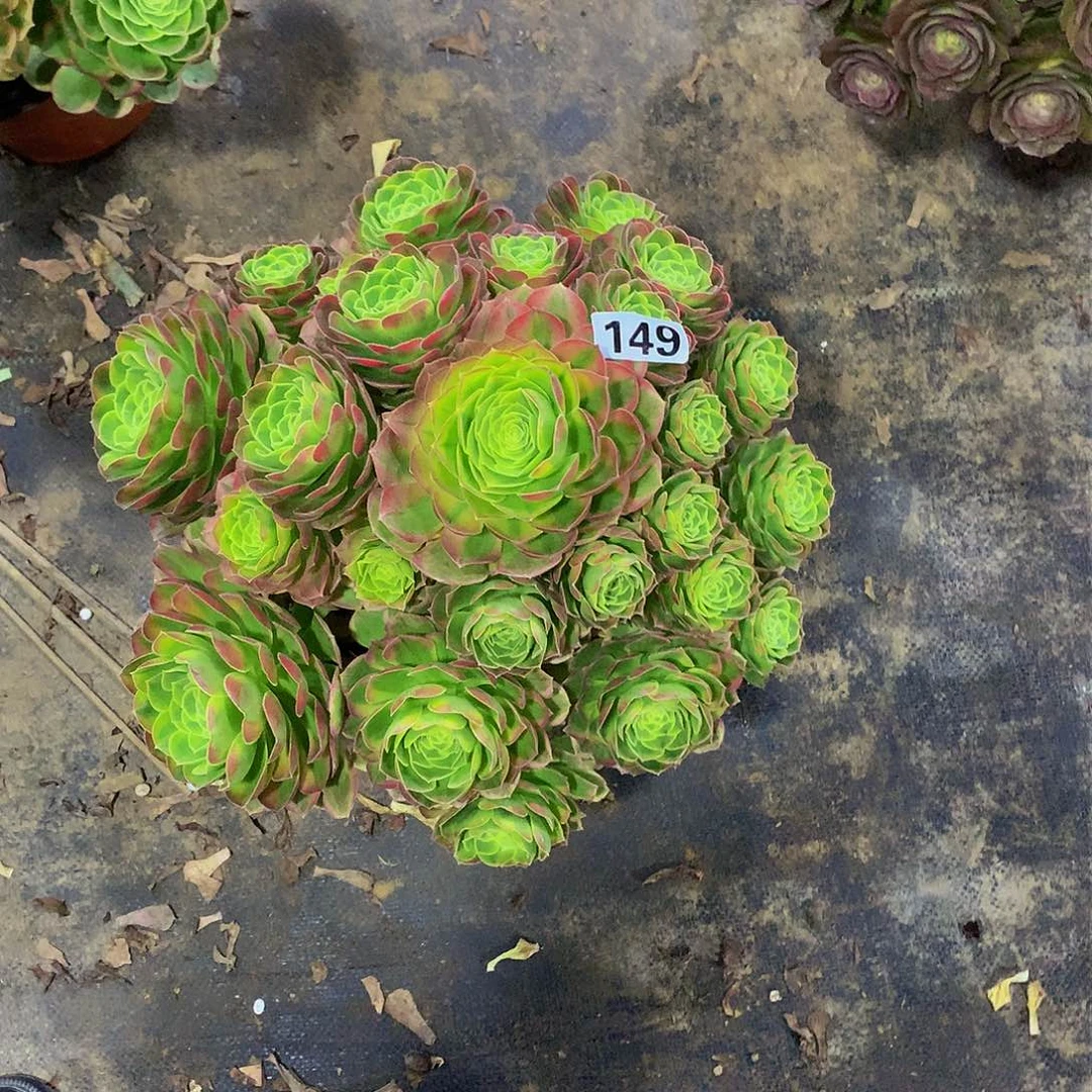 等*149奶白多肉88888