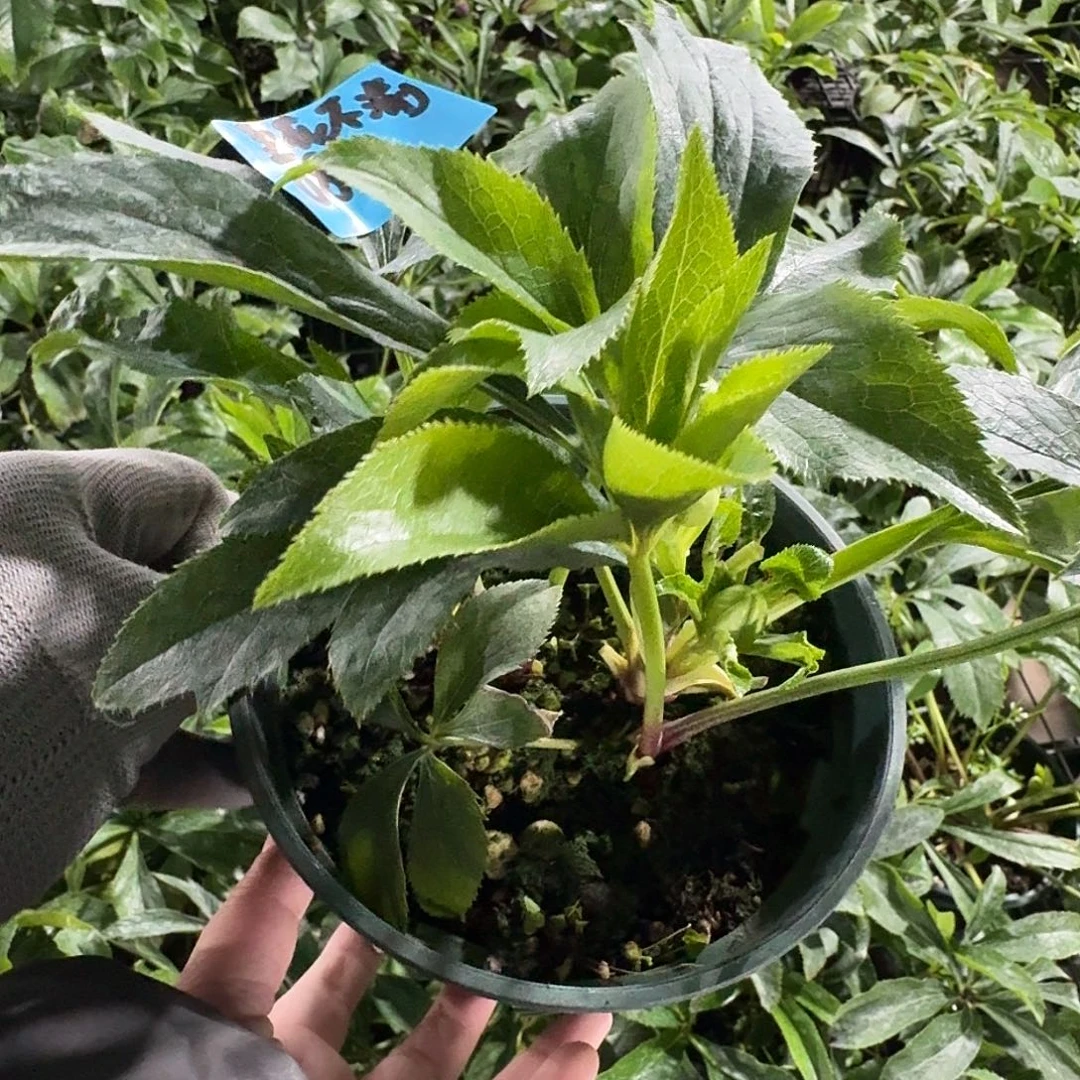 至***渝少量花朵（建议范围：2朵-5朵 或40%以下）0867