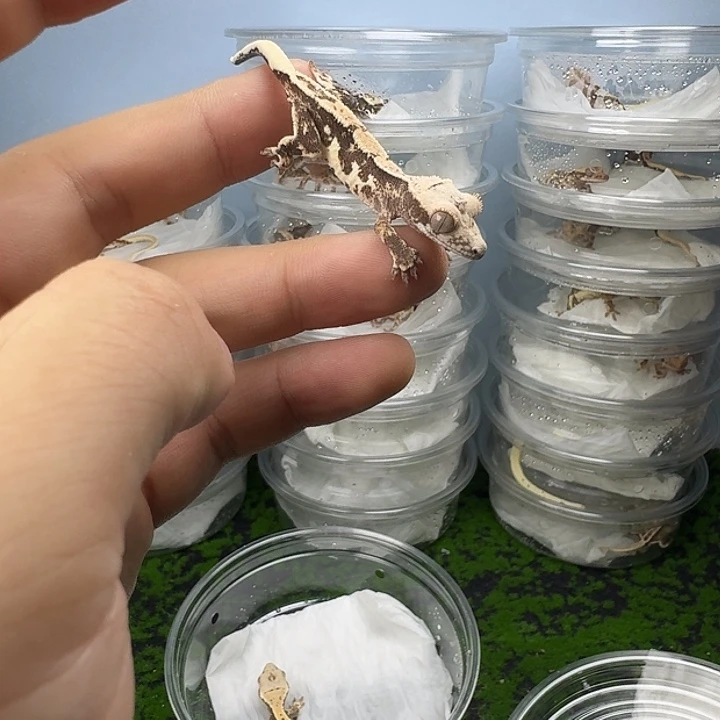 睫角守宫莉莉白未分苗