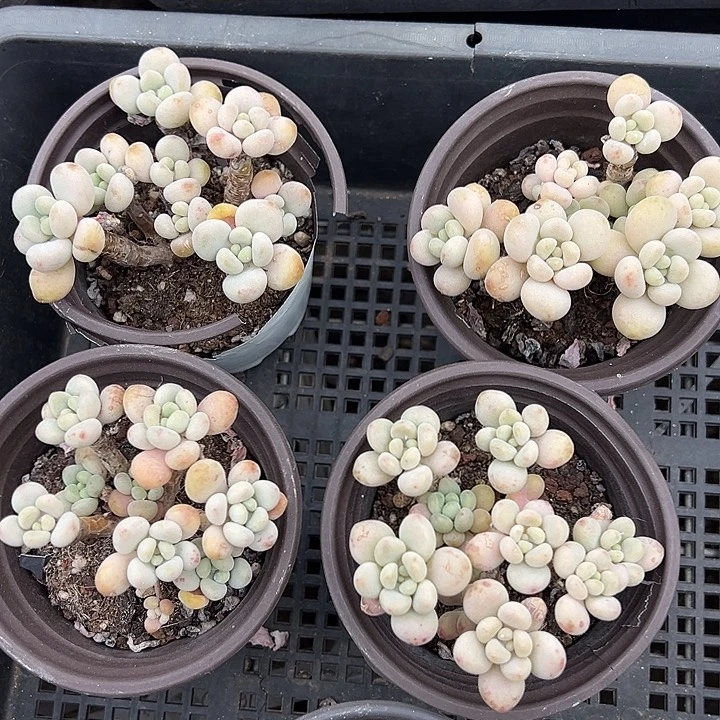 鱼子酱老桩6头起叶片微瑕到手1颗