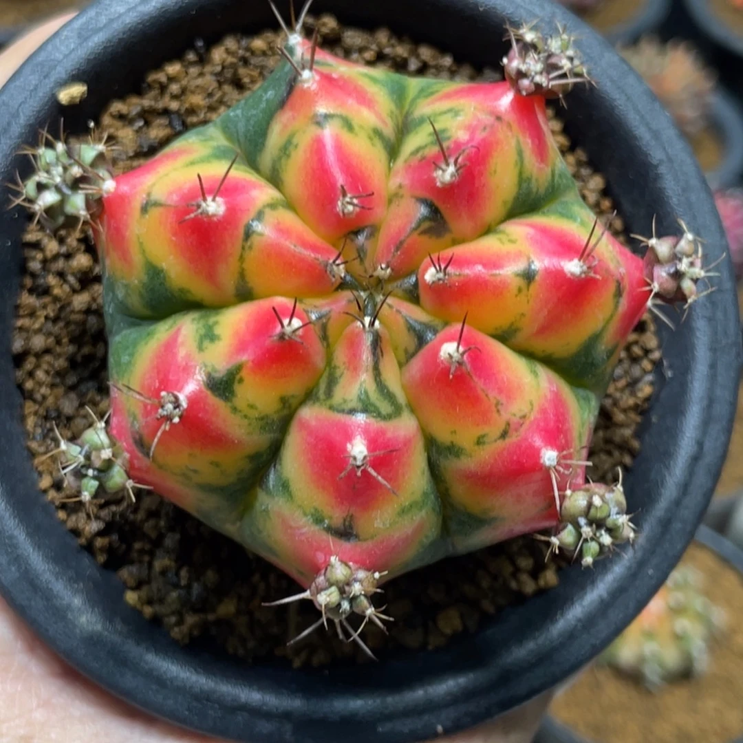 当前无花朵，栽培后可花朵粉红虎斑